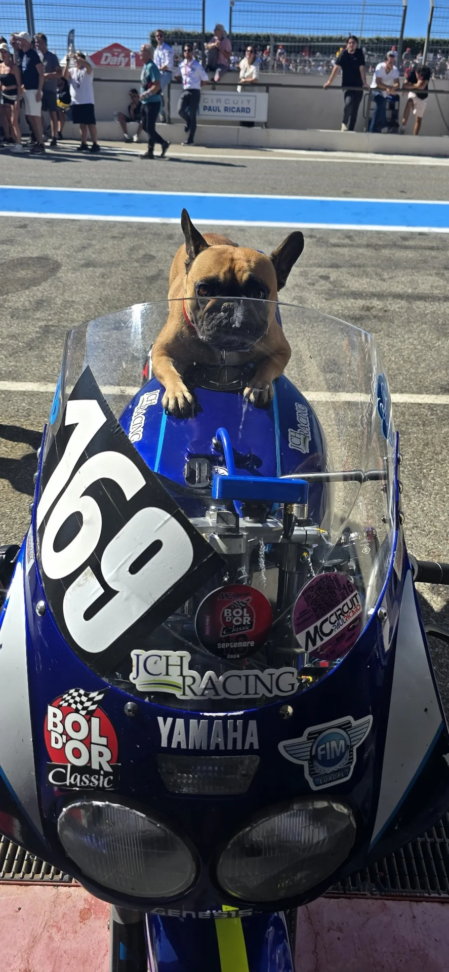 Shelby, mascotte officielle de JCH Racing, sur la Yamaha #169